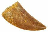 Serrated, Raptor Tooth - Real Dinosaur Tooth #273076-1